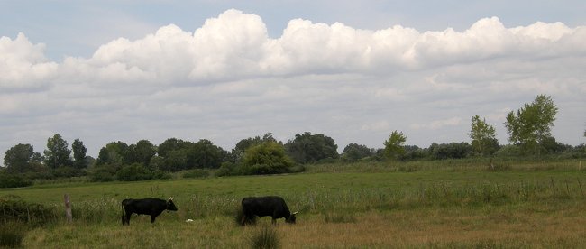 Camargue